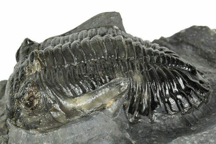 Detailed Hollardops Trilobite Fossil - Ofaten, Morocco #323700